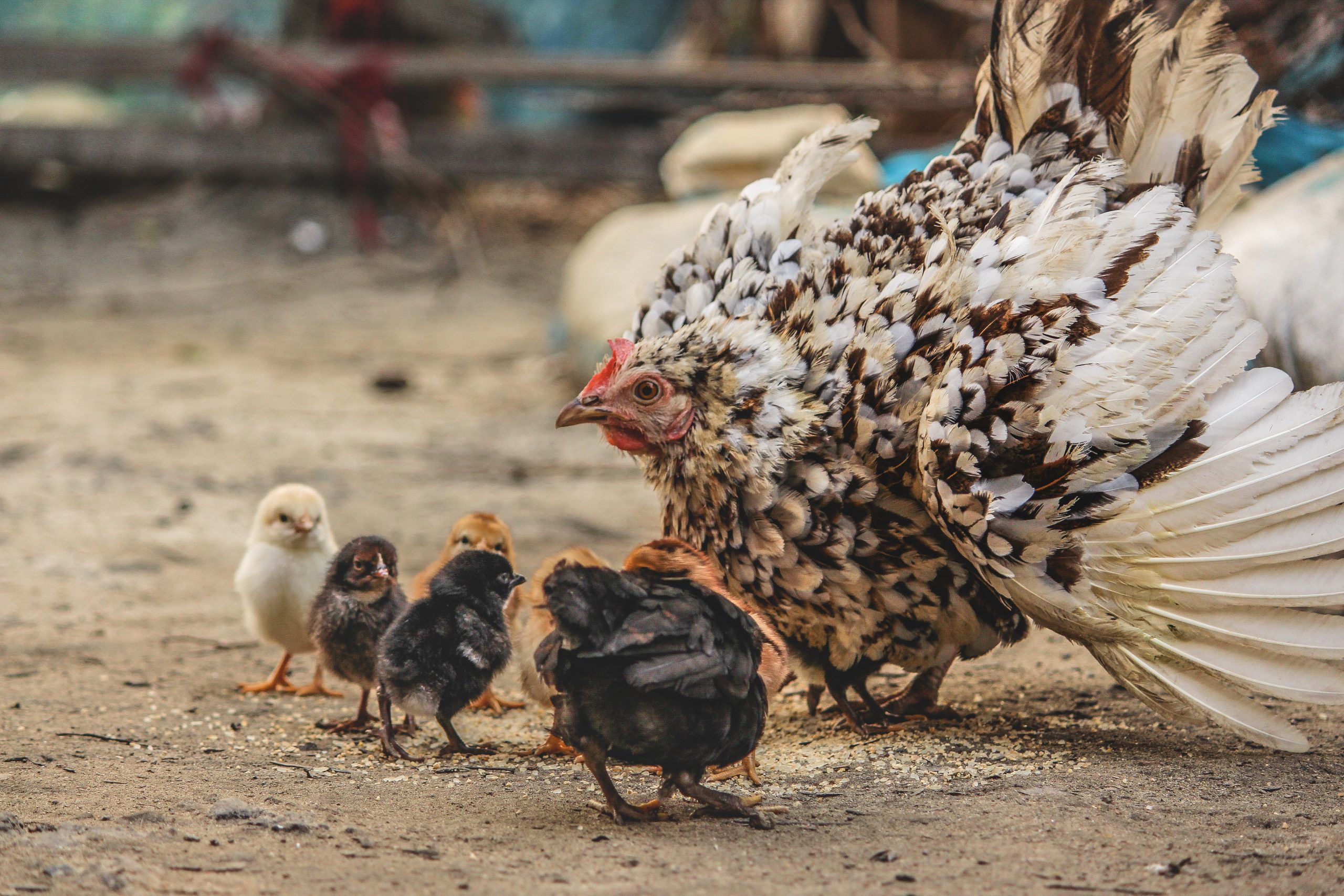 Image by Pexels user Ro han