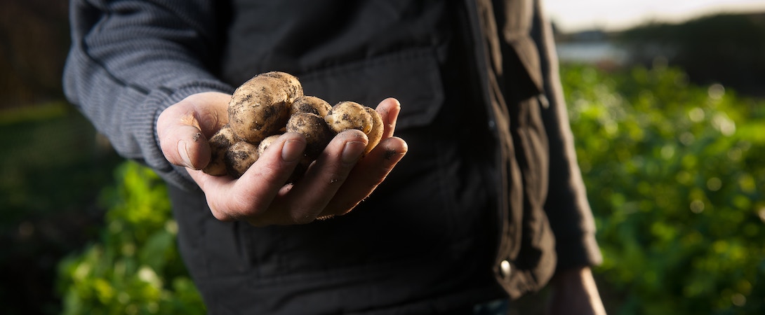 potatoes-in-hand