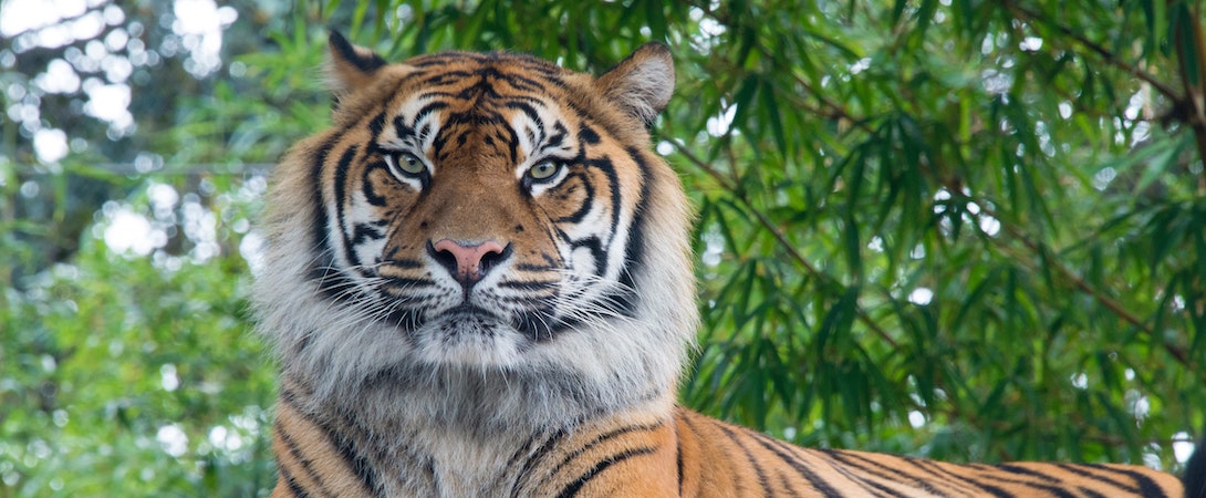 Tigre