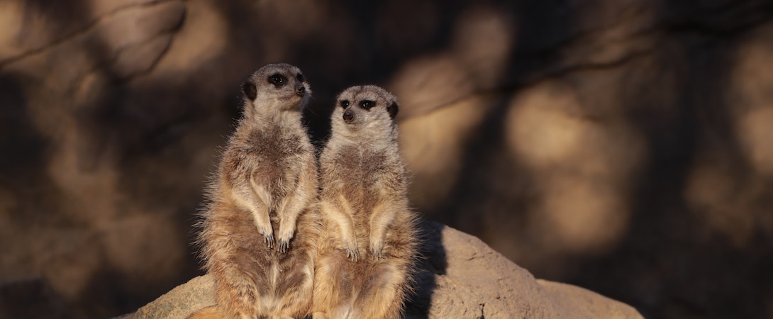 La importancia de los amigos para la salud de los animales.