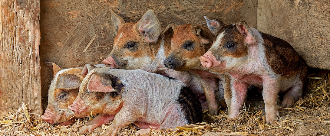 pigs-in-a-group