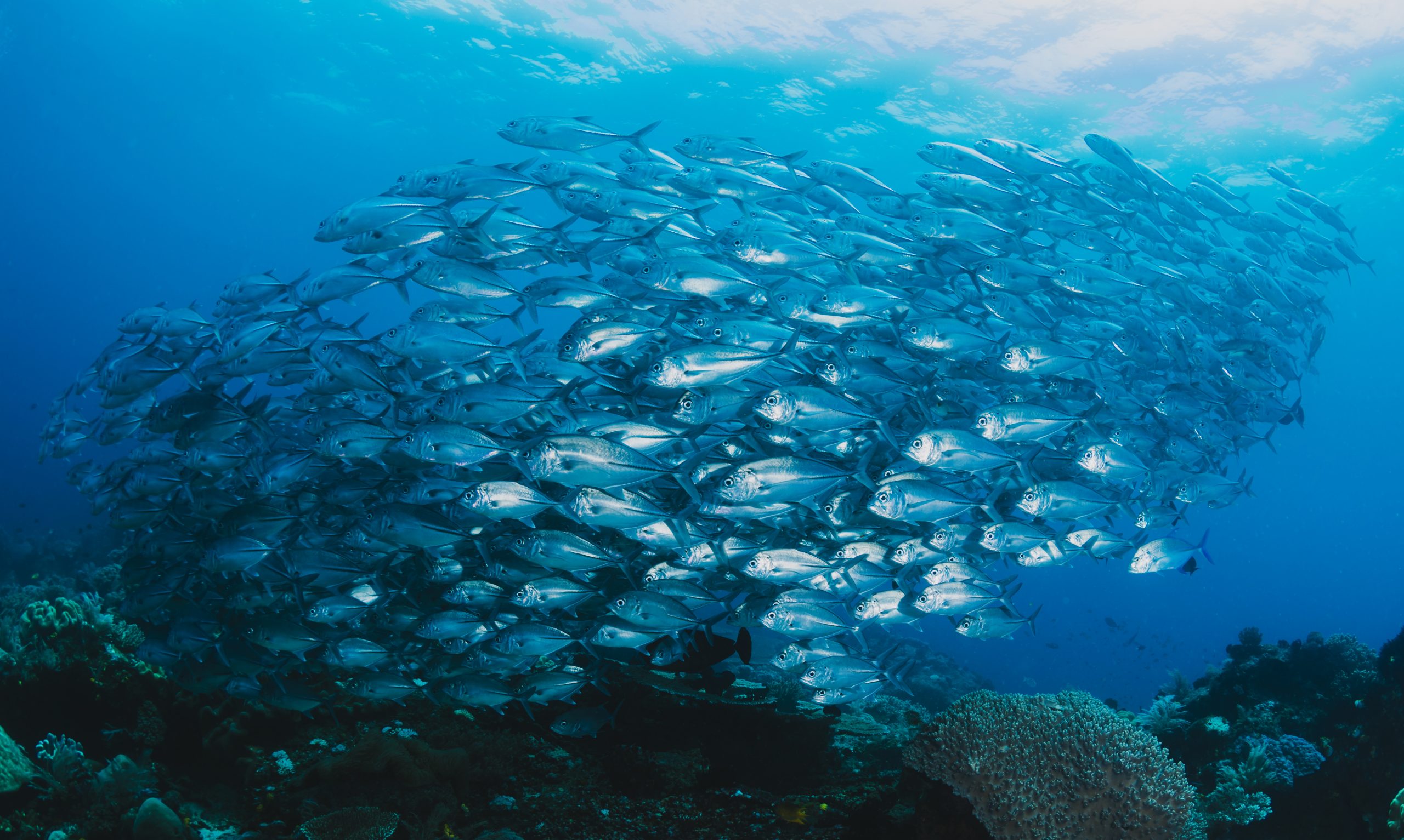 Peces - Acuicultura