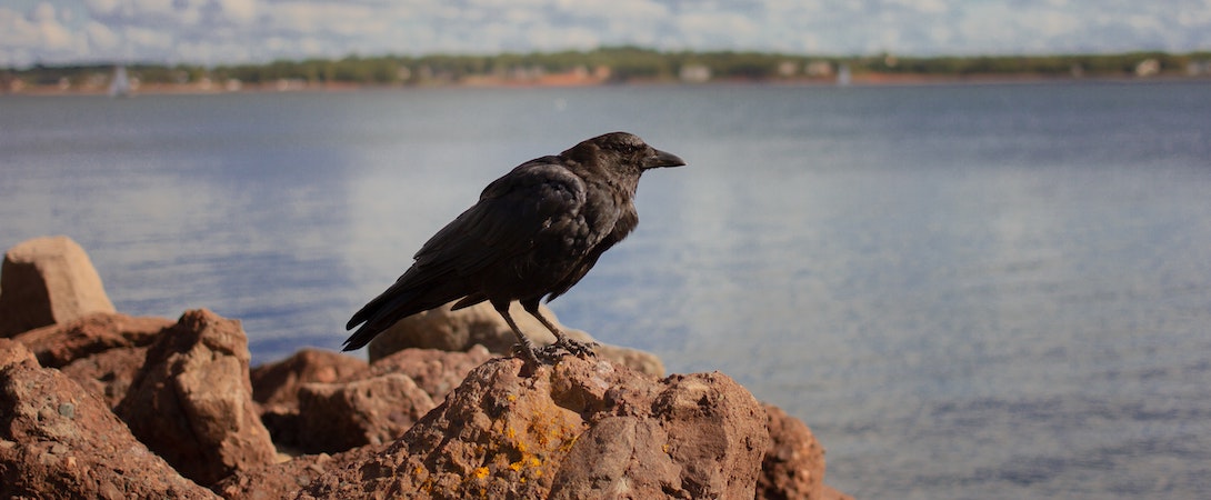 crow-on-a-rock